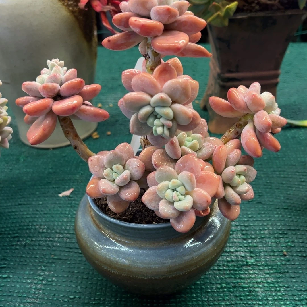 洛神，，，，，，，，，，，，，，，