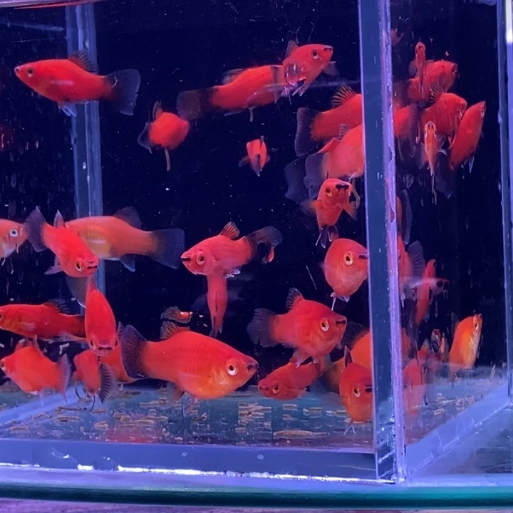 孔雀鱼小黑猫20条包