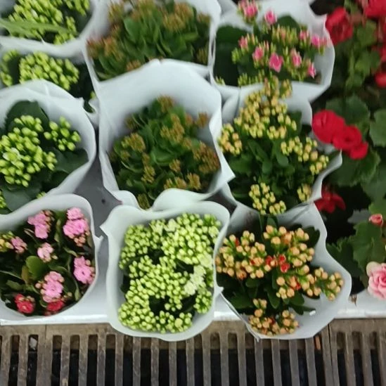 完全开放长寿花花