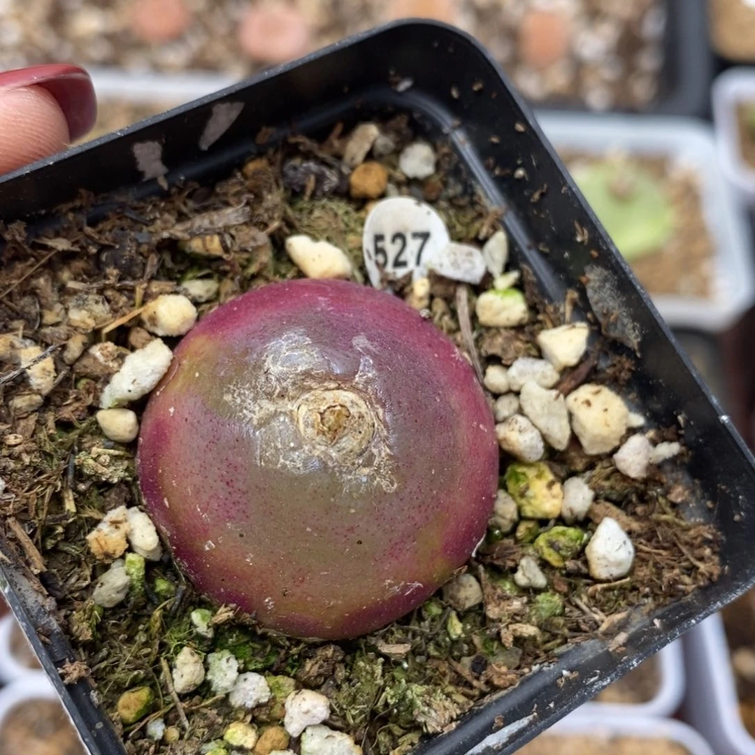 灯泡3.1cm（多肉带盆