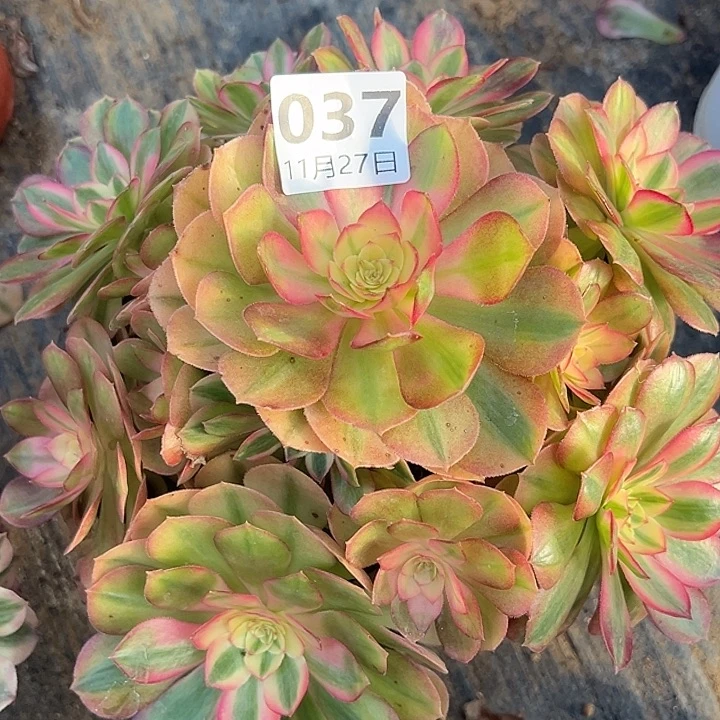 11.27-37倾城多肉植物