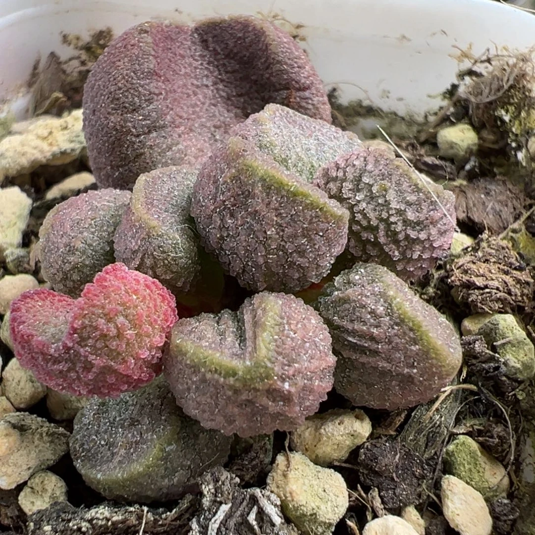 实生新品大苗多肉植物水泡