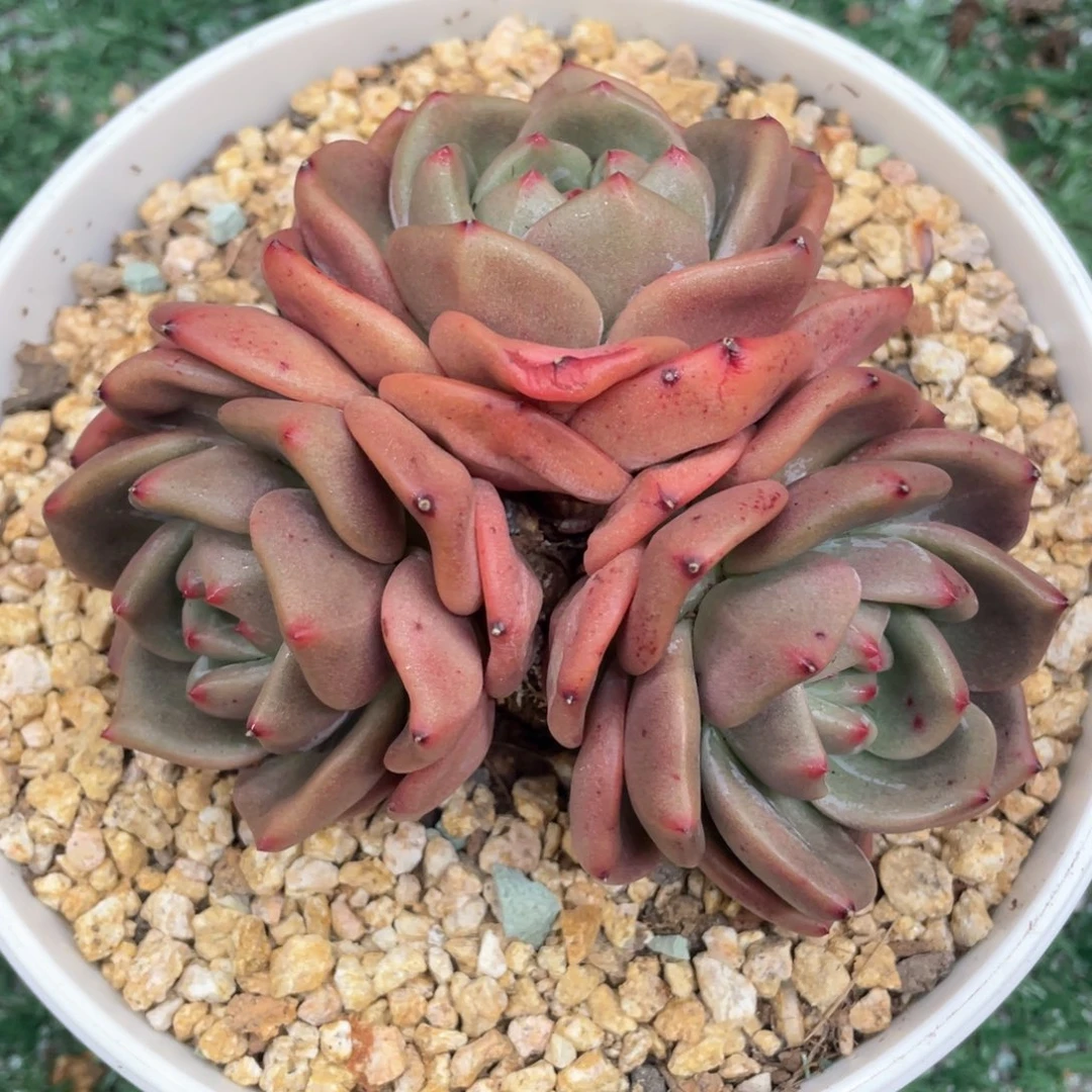 皮蛋一物一拍28包邮非偏远