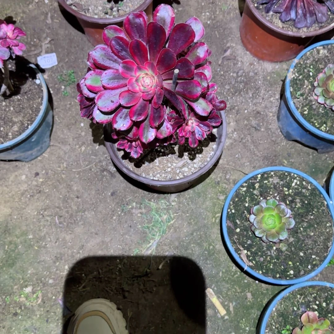 丽娜法师多肉721