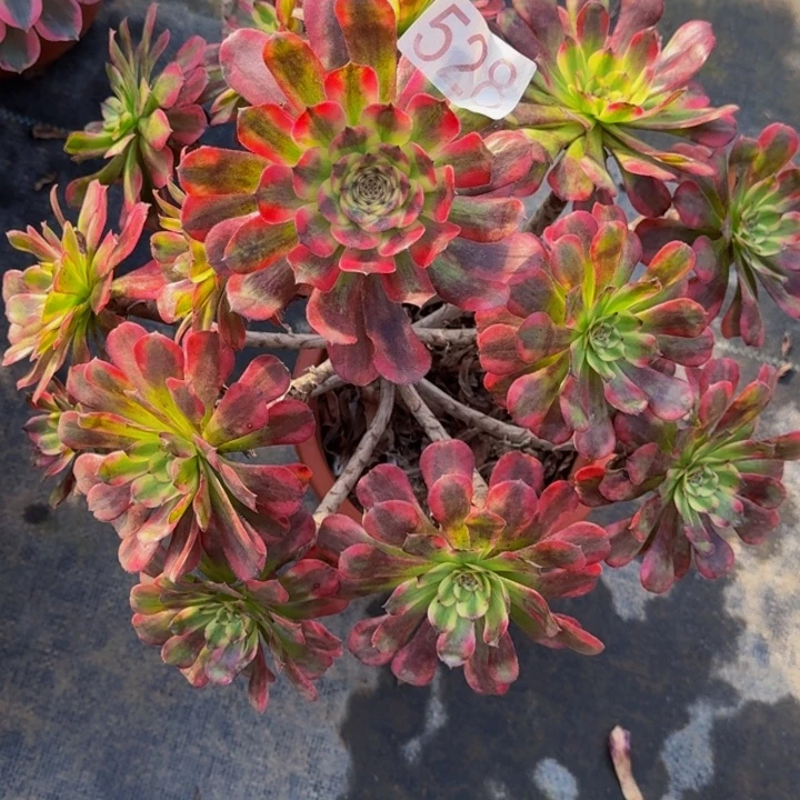 0000000000000528维纳斯