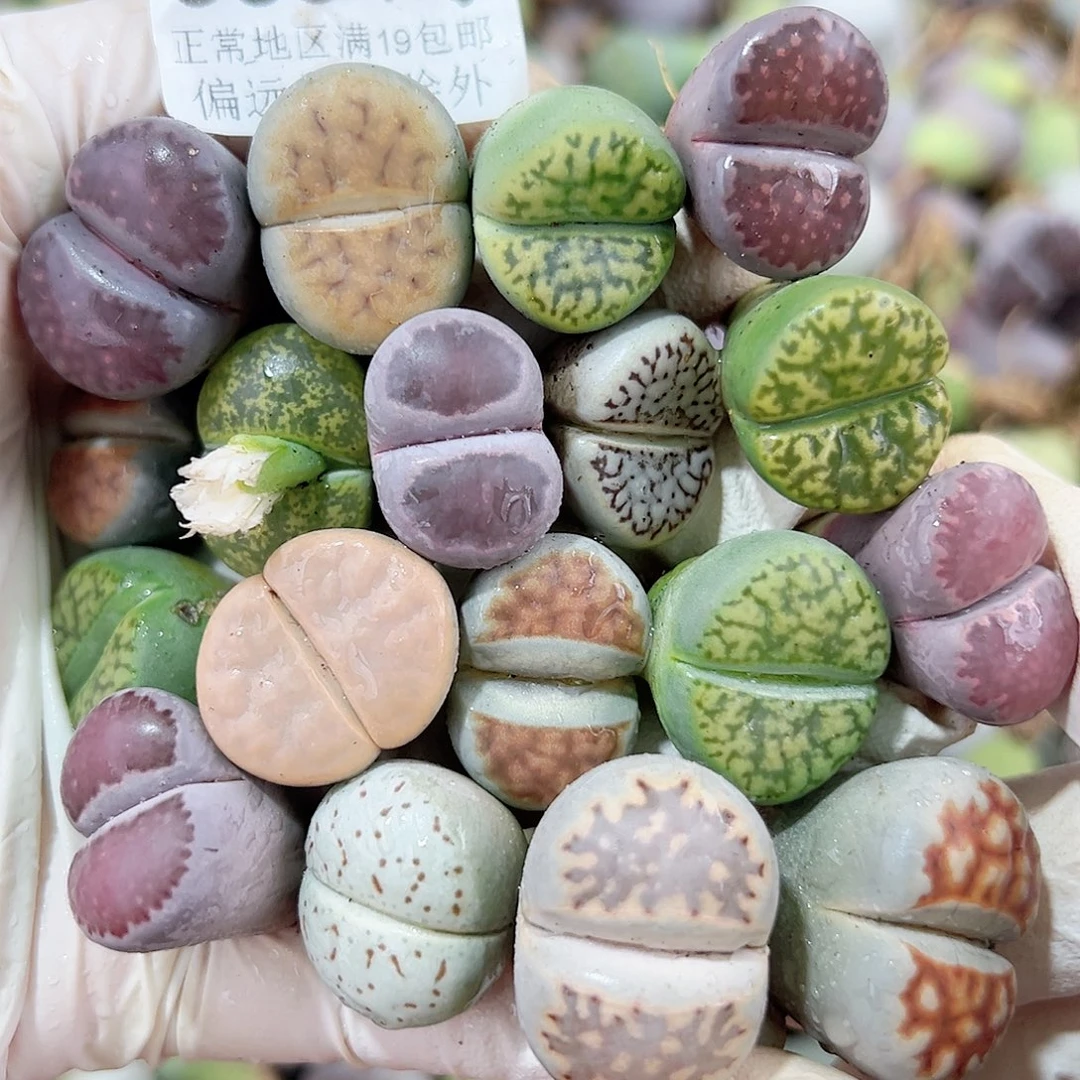 5854 好养易活生石花大母本18个