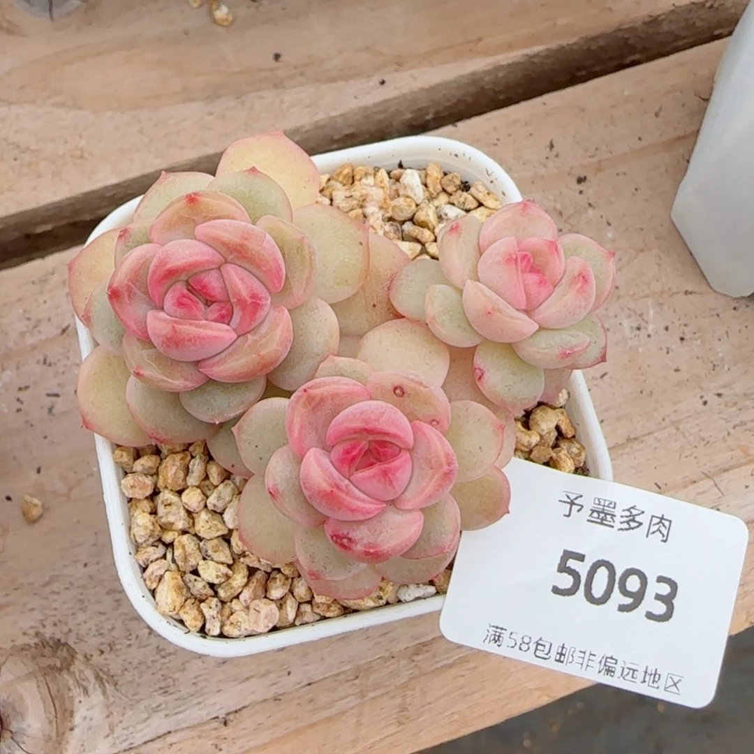 琴心，5093多肉植物