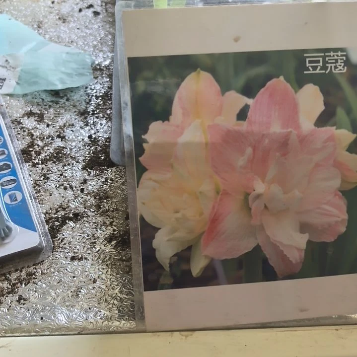 当前无花栽培后可以开花豆蔻一片叶子花苗