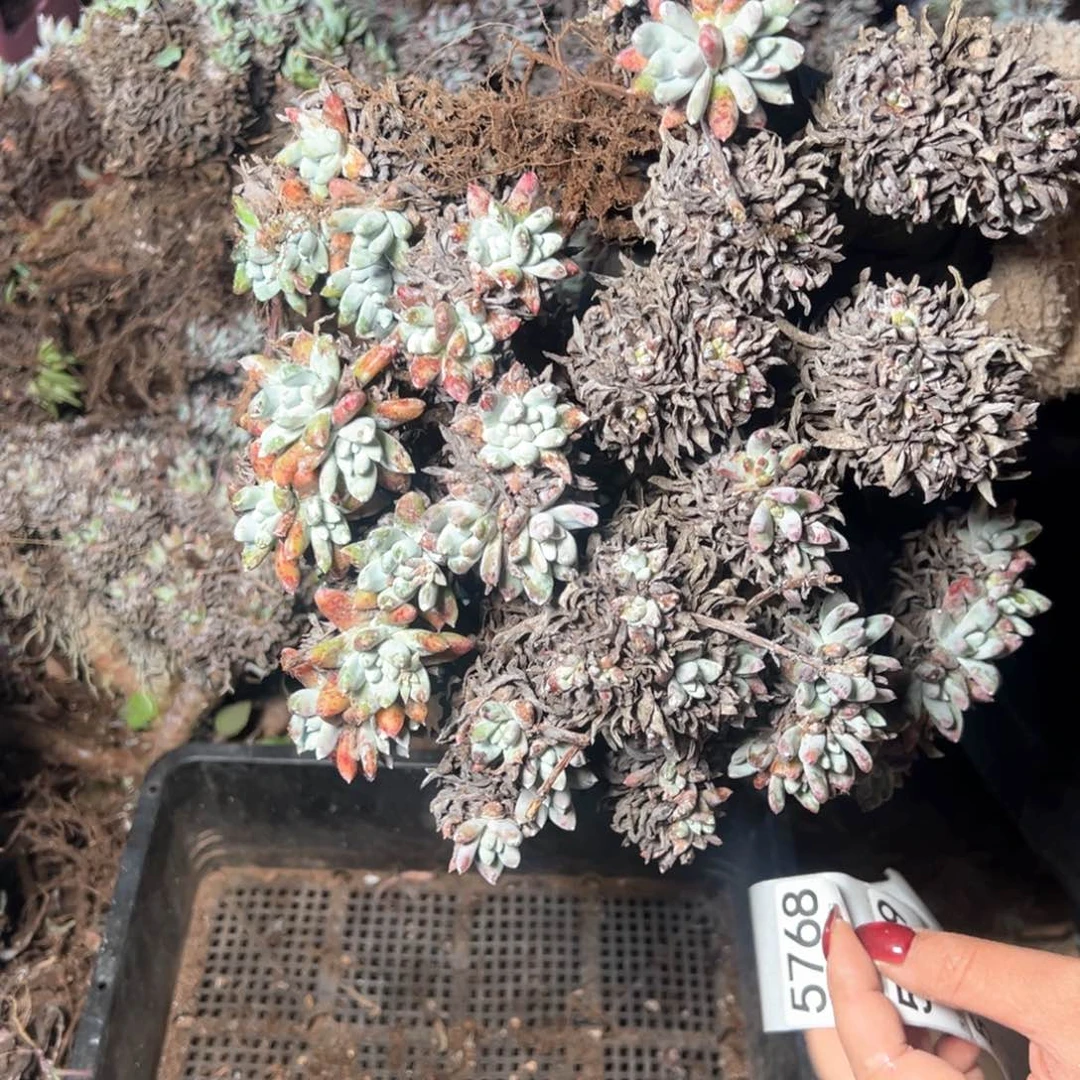 5768瑕疵哈哈哈哈