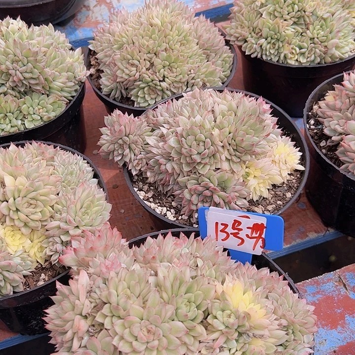 13号女除带盆一个多肉