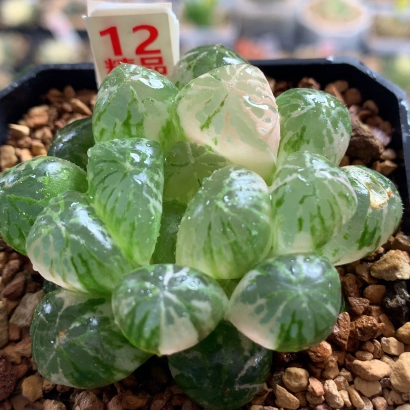【闪购商品】12塑料皮