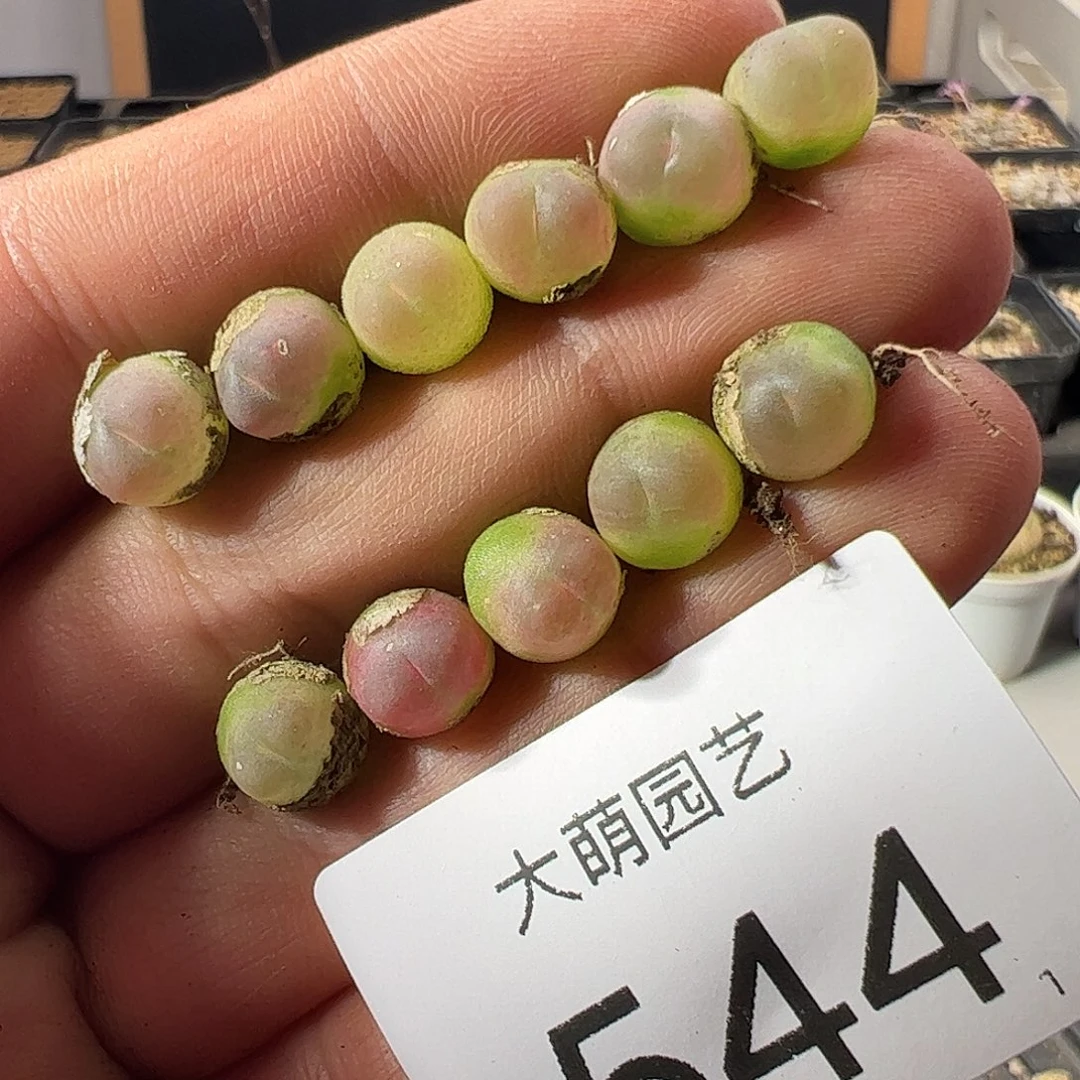 一物一拍默认微瑕。 544