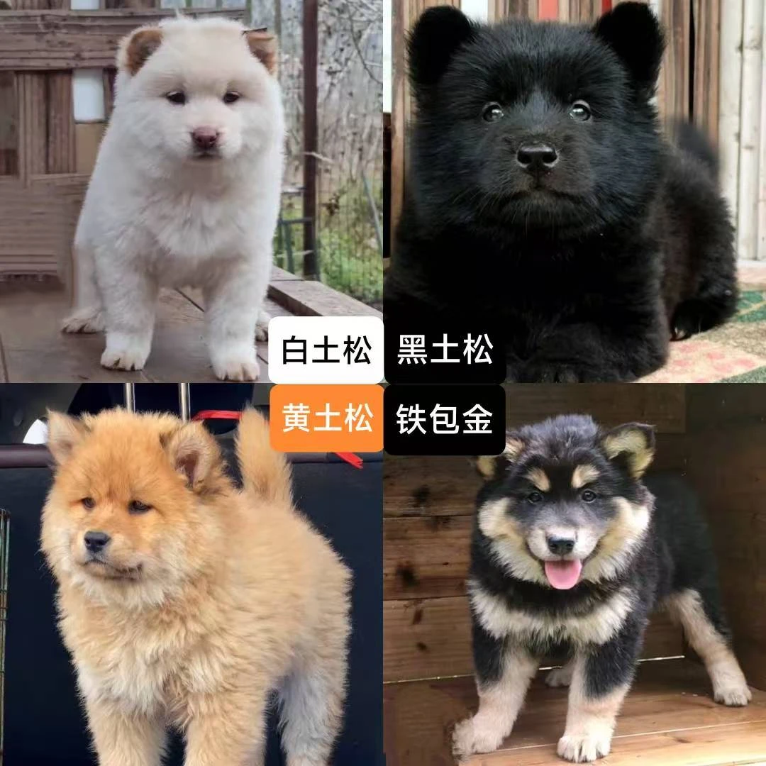严选中华田园犬1活体幼犬宠物