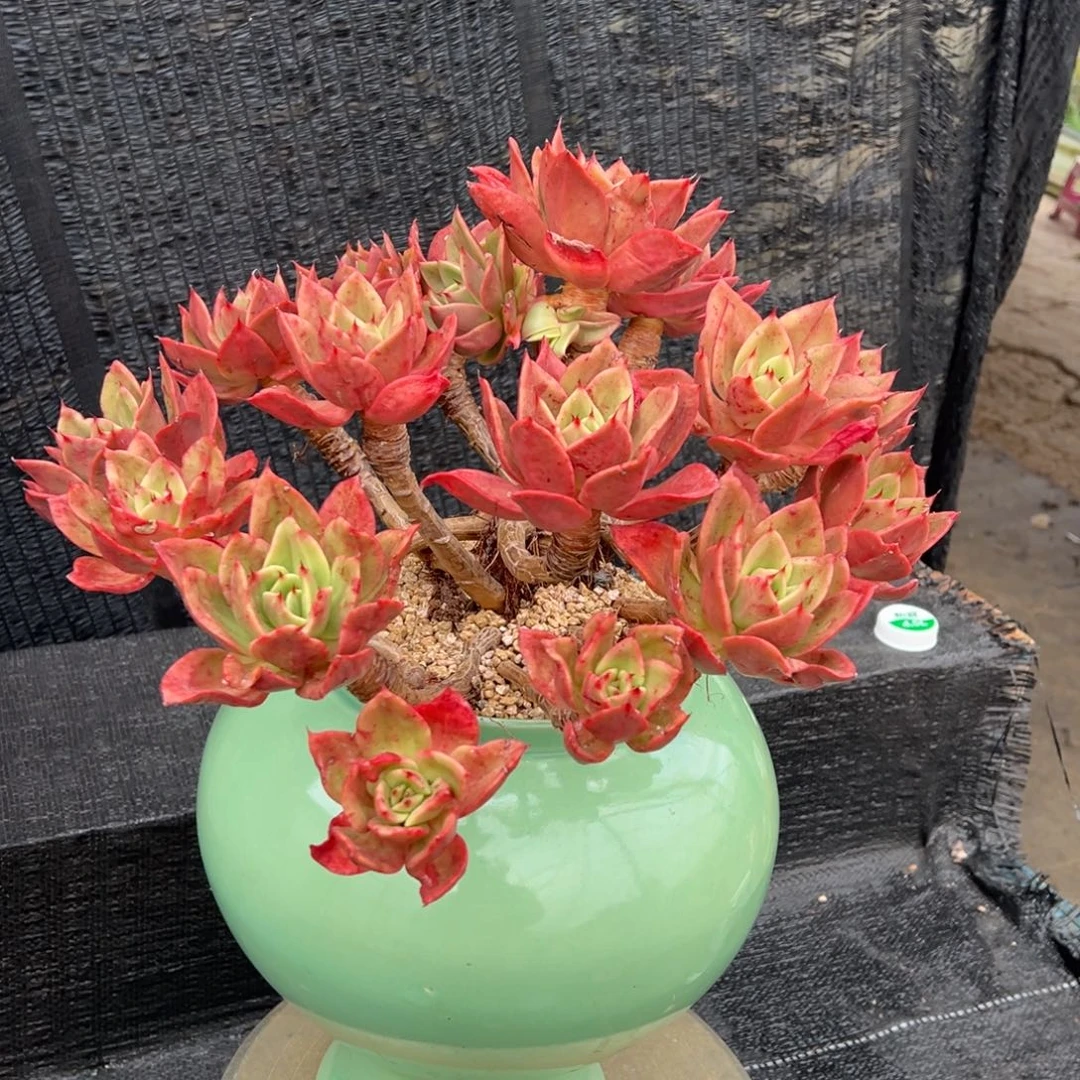 老桩无砍藤云福利价