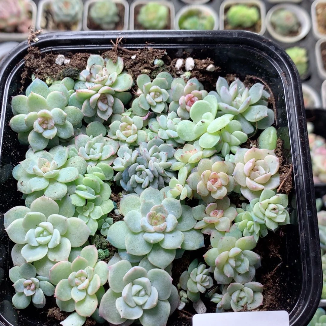 无花朵V126英语英语