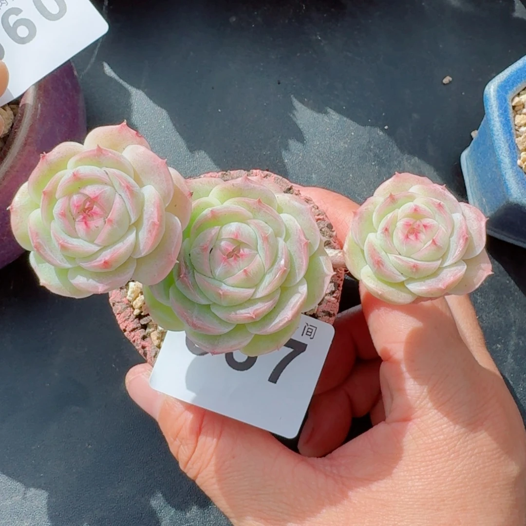 白芷珍妮      愿你一路坦途，乘风破浪展宏图