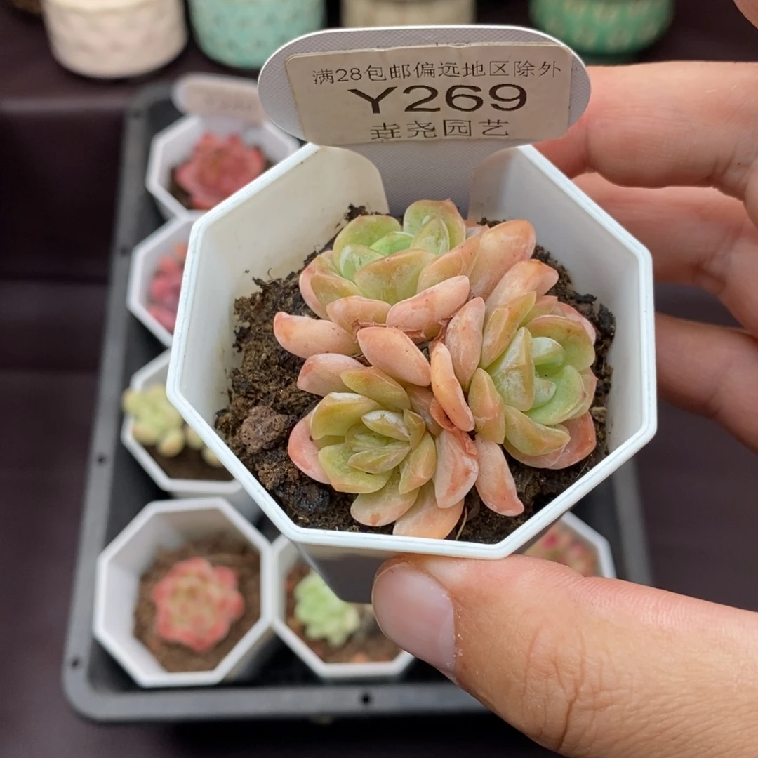 0269 5cm 熔晶群