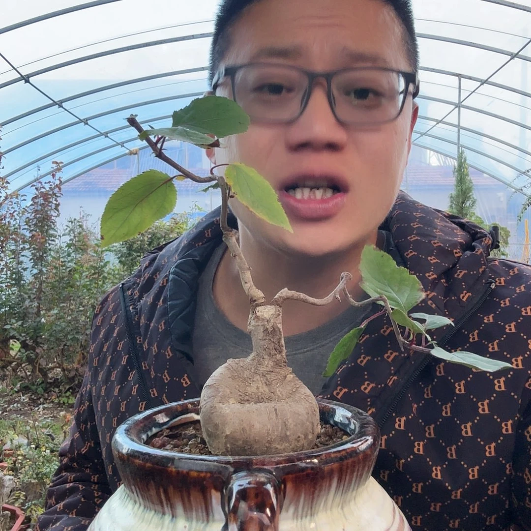 用***1当前无花朵，栽培后可花朵