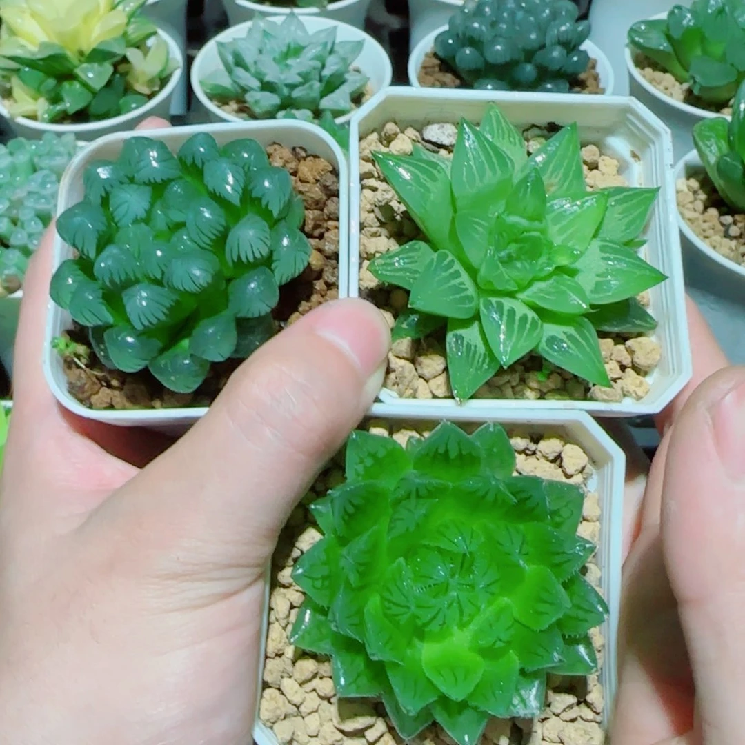 3盆玉露多肉植物组合