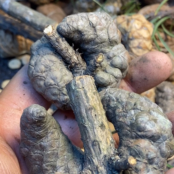 吊坠文玩核桃娜姐300