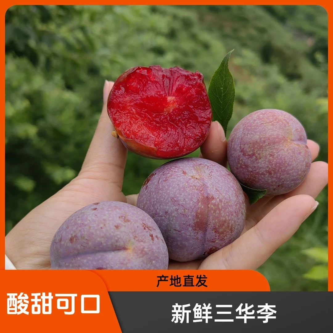 新鲜现摘红心三华李当季水果酸甜脆爽口适合孕妇