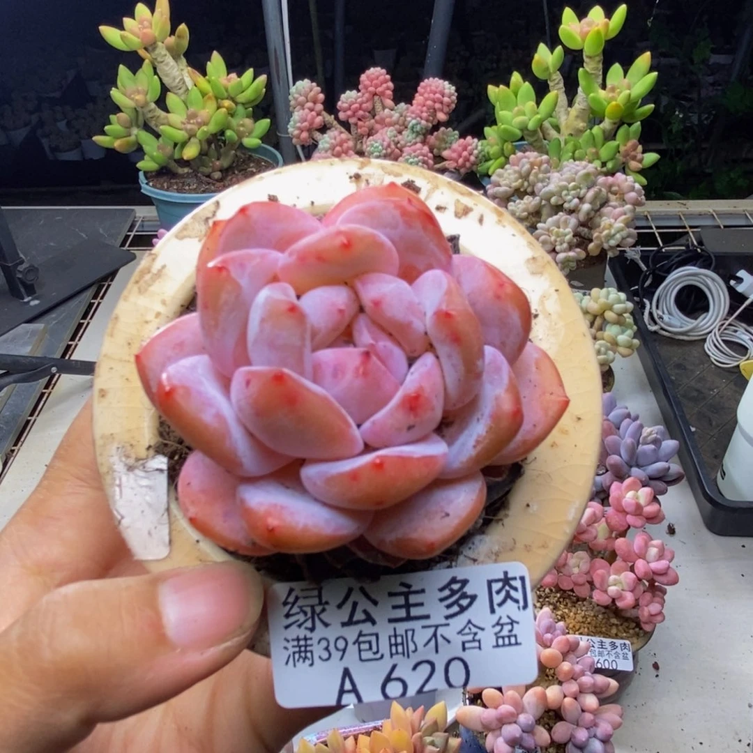 620冰糕多肉肉5c m