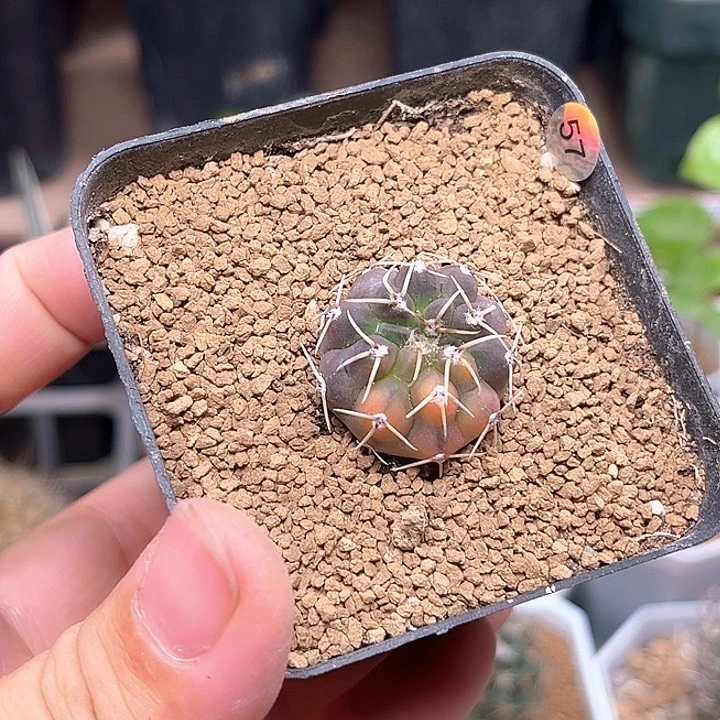 裸萼实生球锦一颗一颗