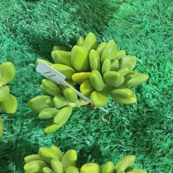 果***果这么多事要等下星期我
