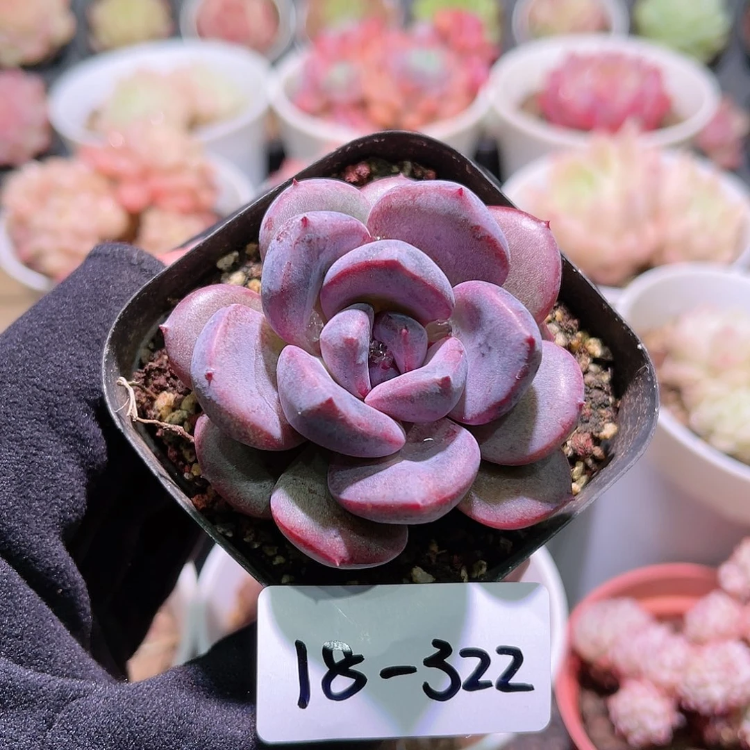 花利美18-322新品