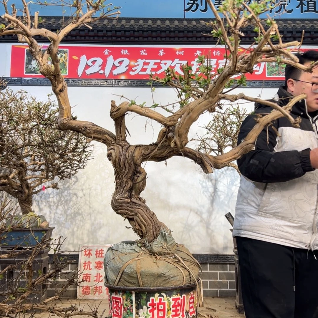 无花朵金银花的77777888888999