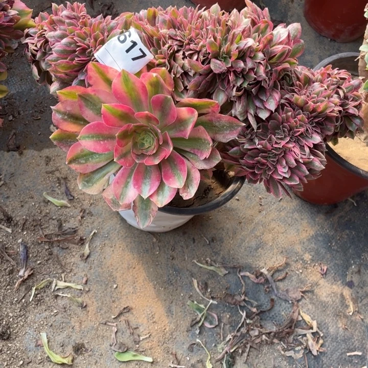 多肉红秀缀化617