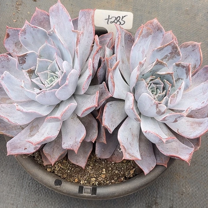 晨语多肉，一物一拍露西娜285