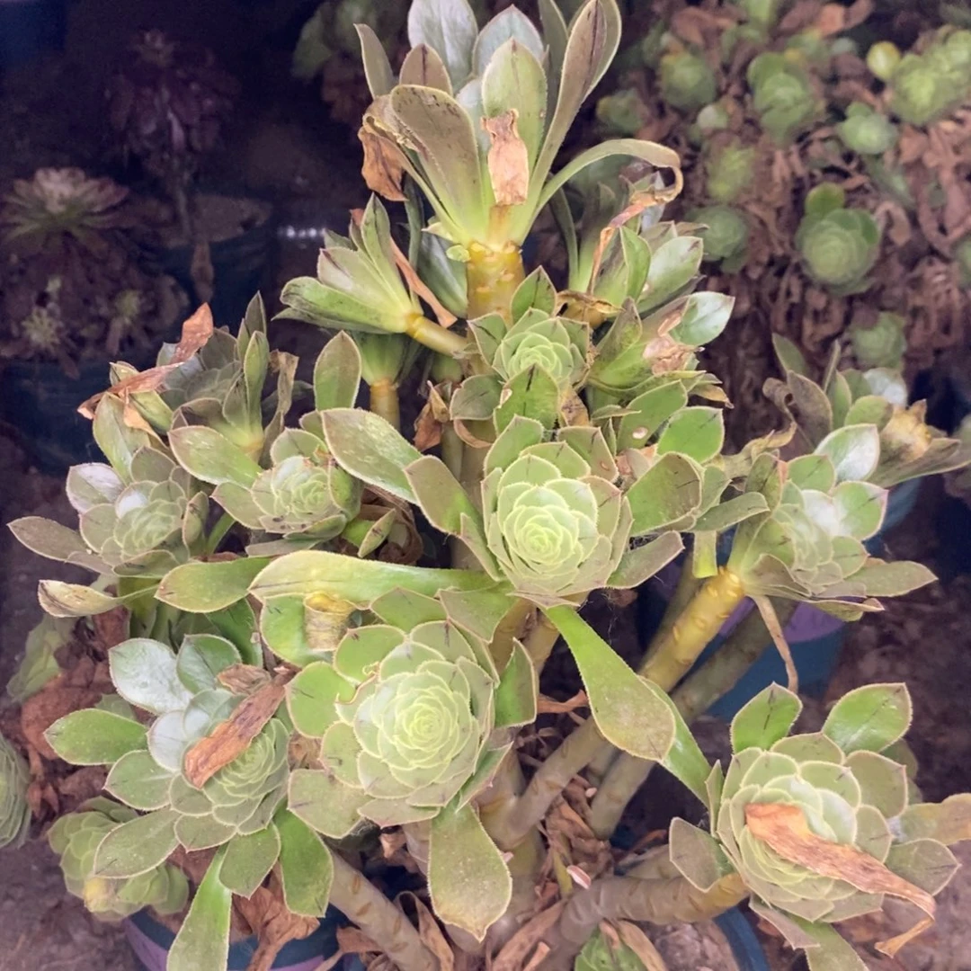 原始绿多肉植物054