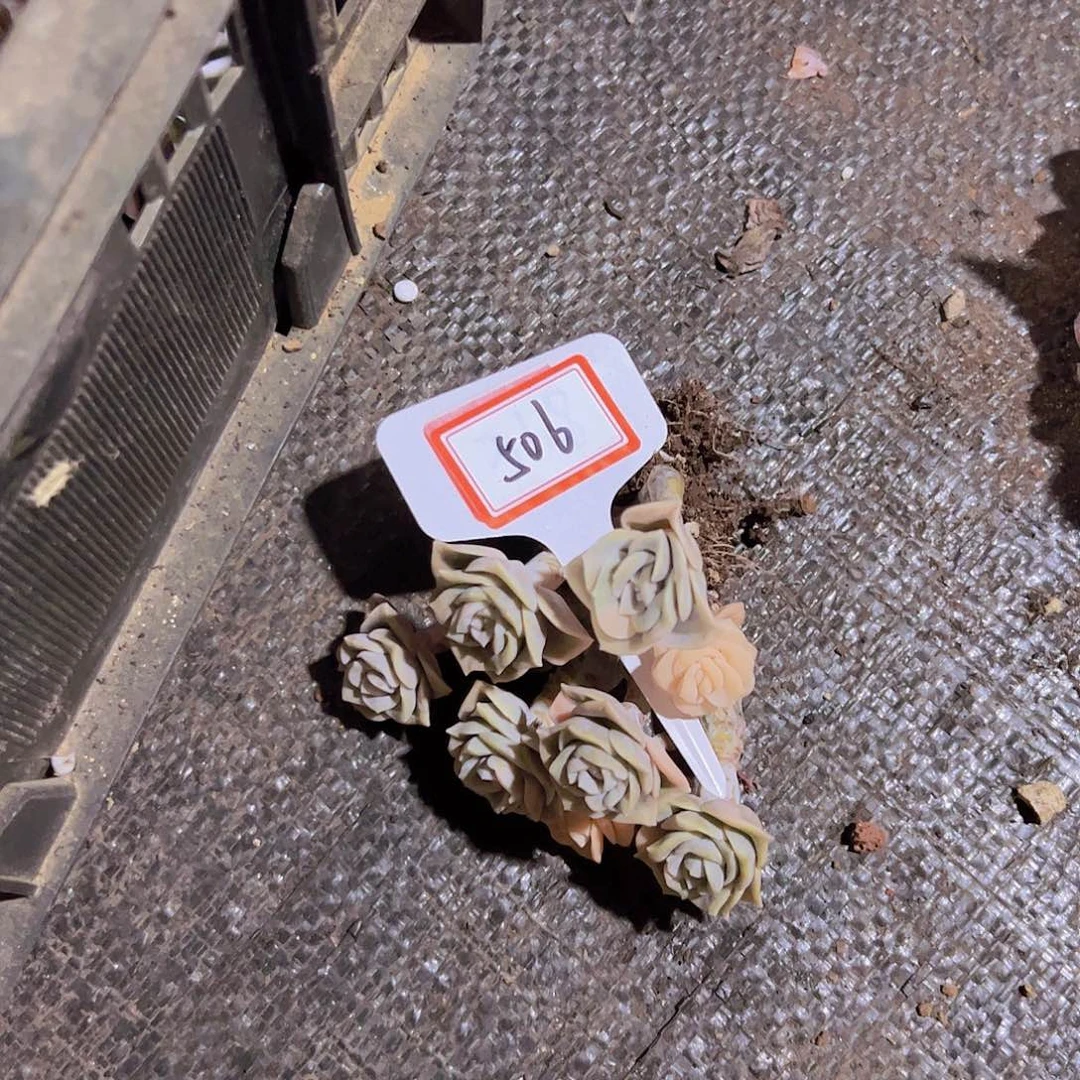 腐**果506可爱玫瑰锦38元元元