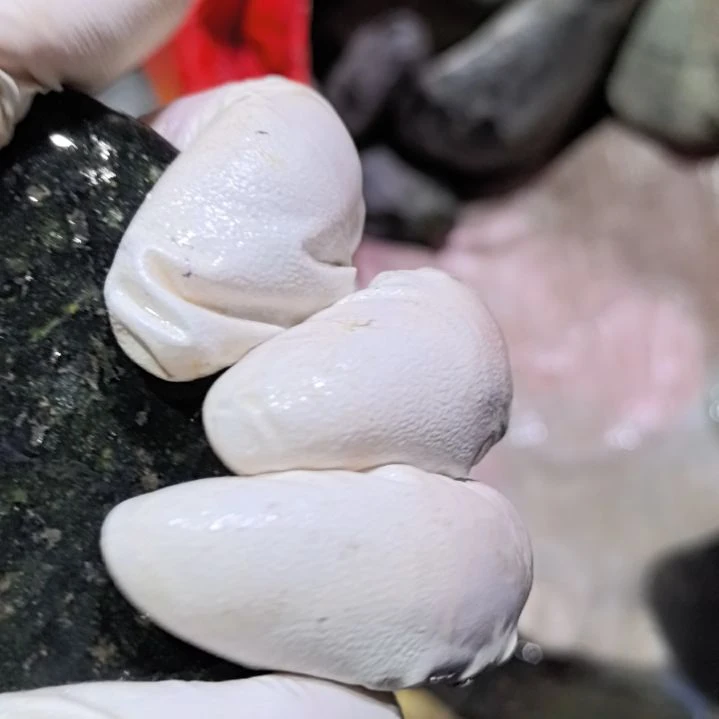 紫***茶藏玉药王石原石一个摆件