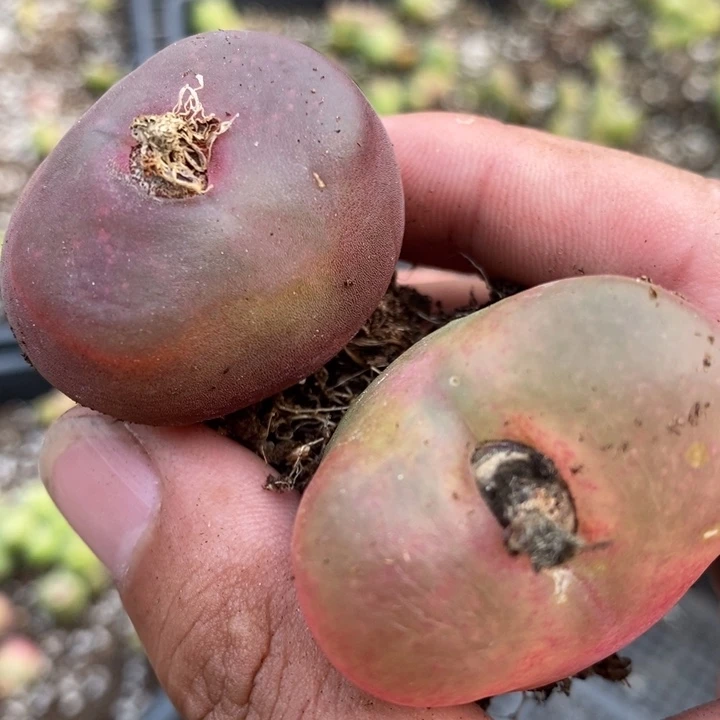 2293巨型大颗2颗