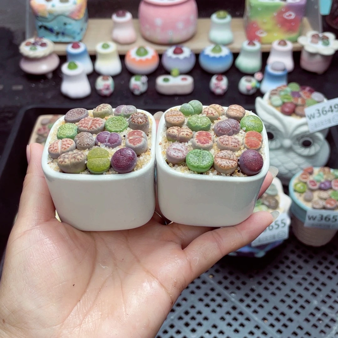w3657 带盆土发货一物一拍