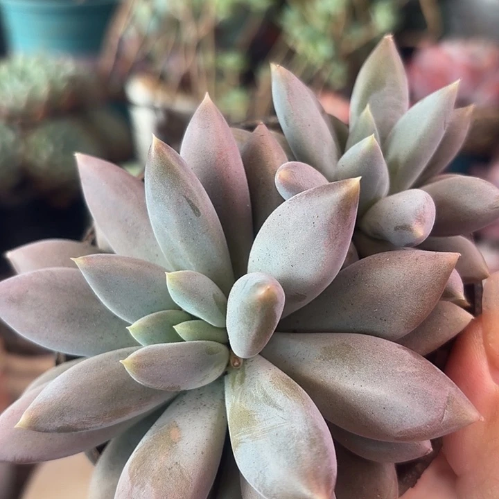 哥特多肉植物盆栽