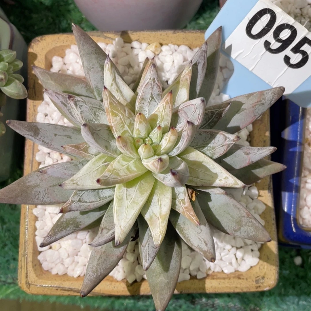 多肉植物盆栽多肉15