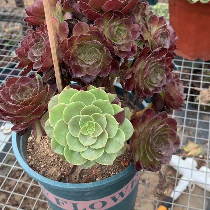 615花花公子多肉植物