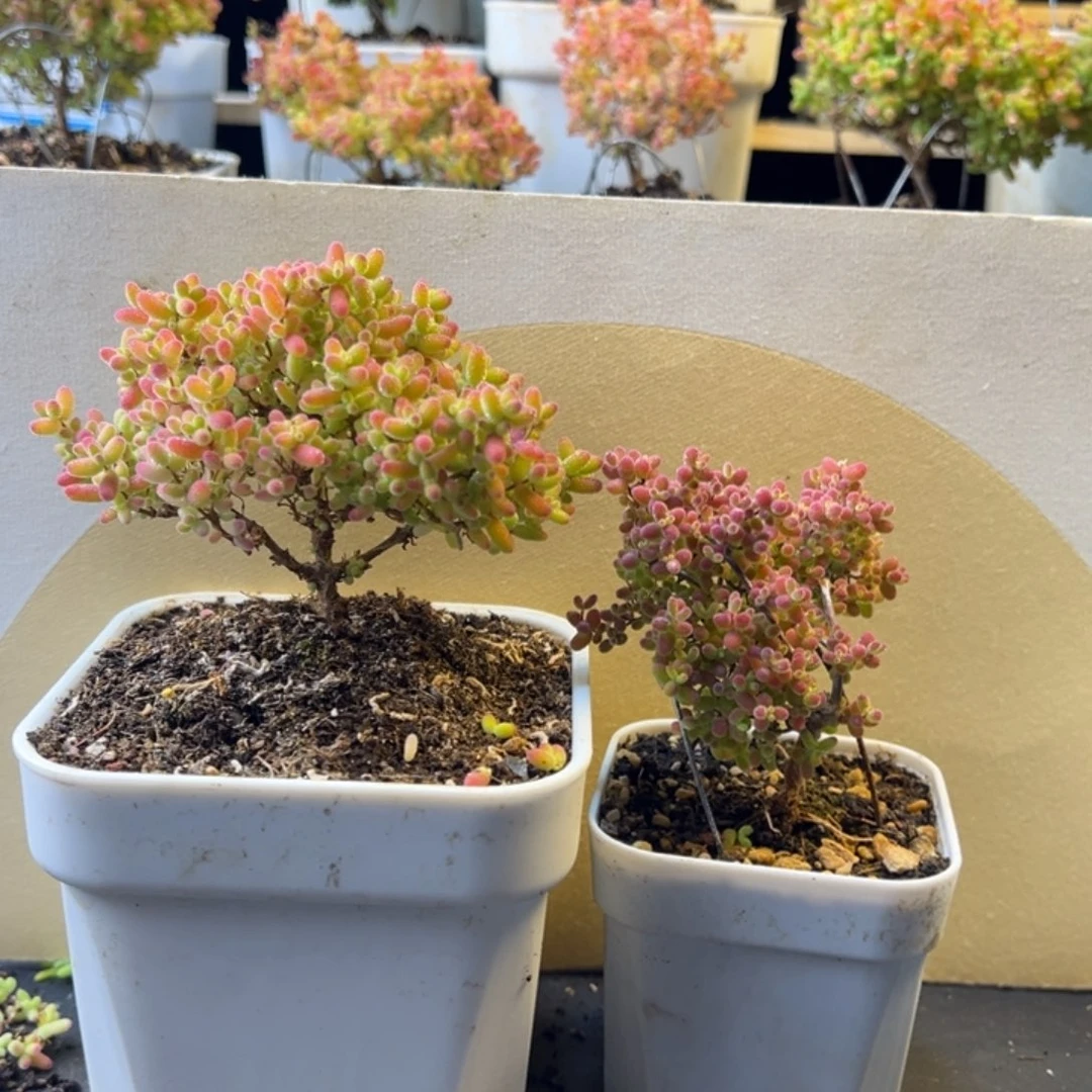 如* 枝干 枝干 枝干 枝干