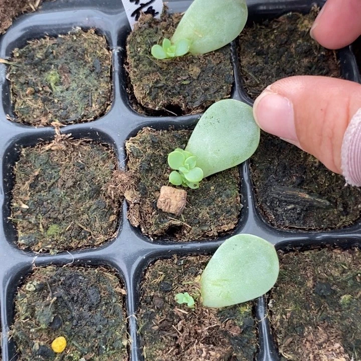 浮翠甜心芽苗一个多肉