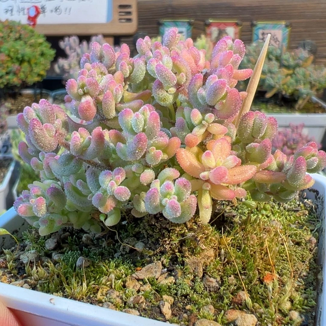 30-745红宝石锦带全锦头七方盆