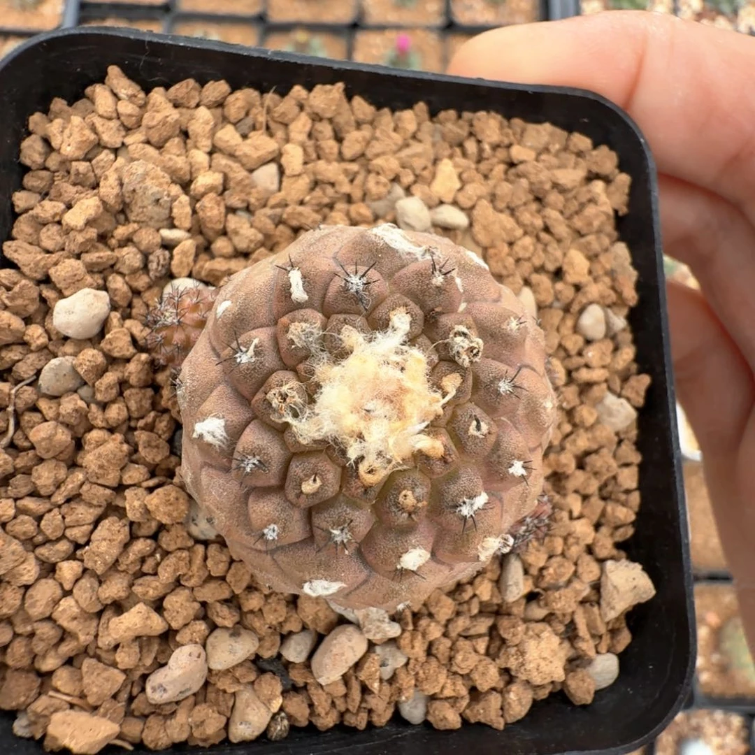 无花朵疣仙人尺寸4.2