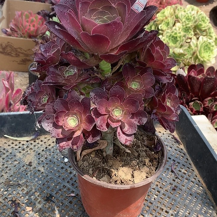 633魅金多肉植物