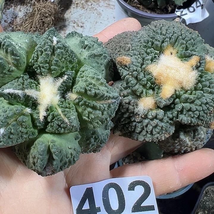 两个牡丹402仙人球开花