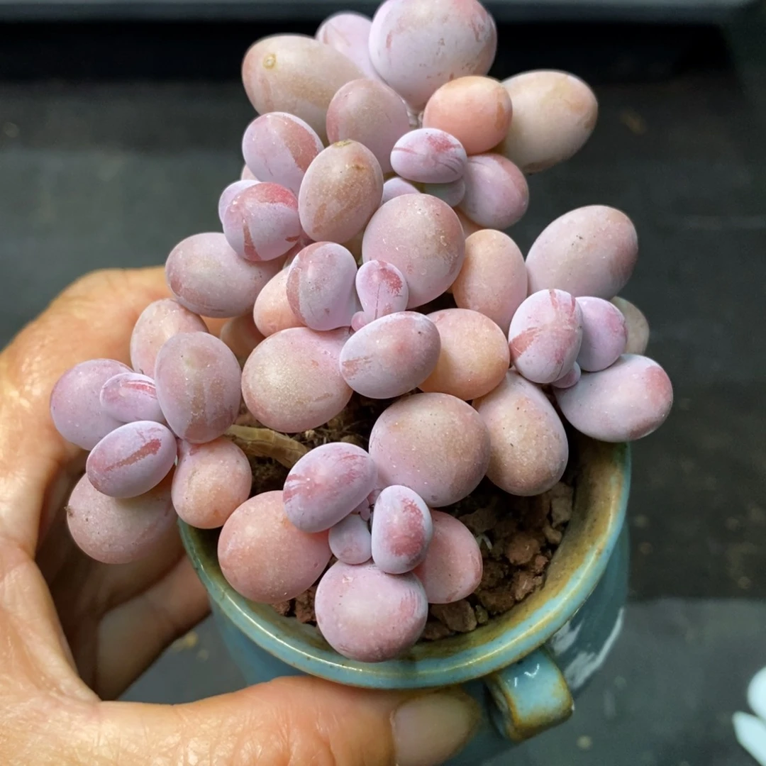 精品多肉一物一拍不包整50