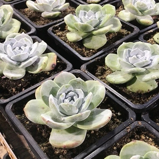 雪山拇指仙女棒杯