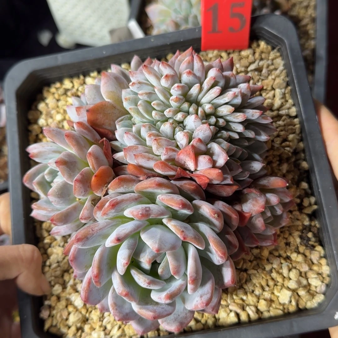 叶插橙子缀化一物一拍15