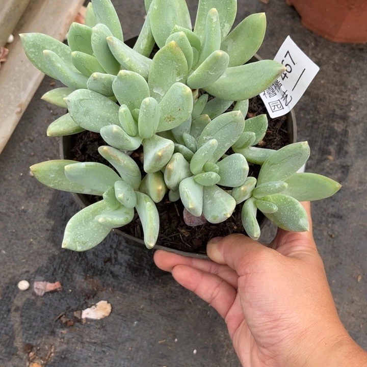 467海洋之星多肉植物